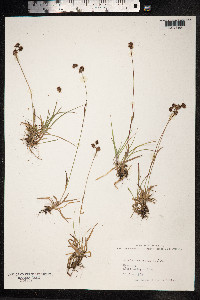 Luzula campestris image