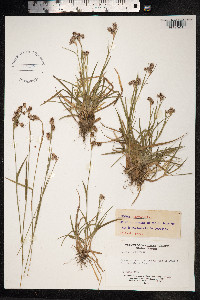 Luzula campestris image