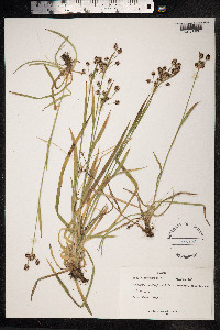 Luzula campestris image