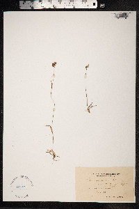 Luzula campestris image