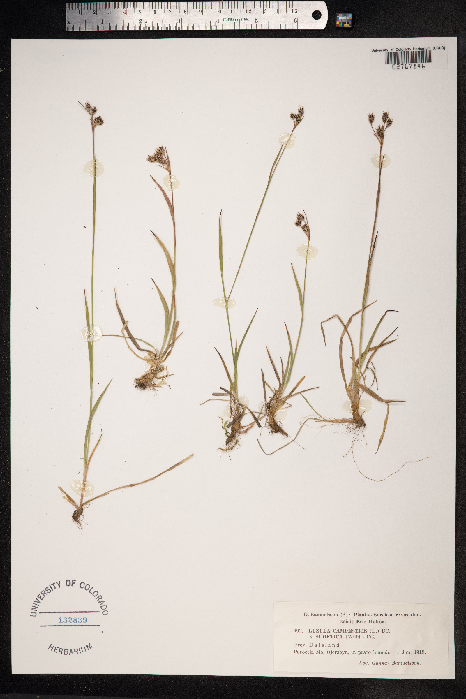 Luzula campestris image