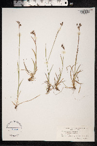 Luzula campestris image