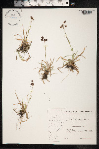 Luzula campestris image