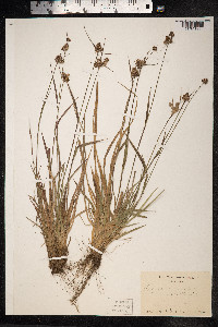 Luzula campestris image