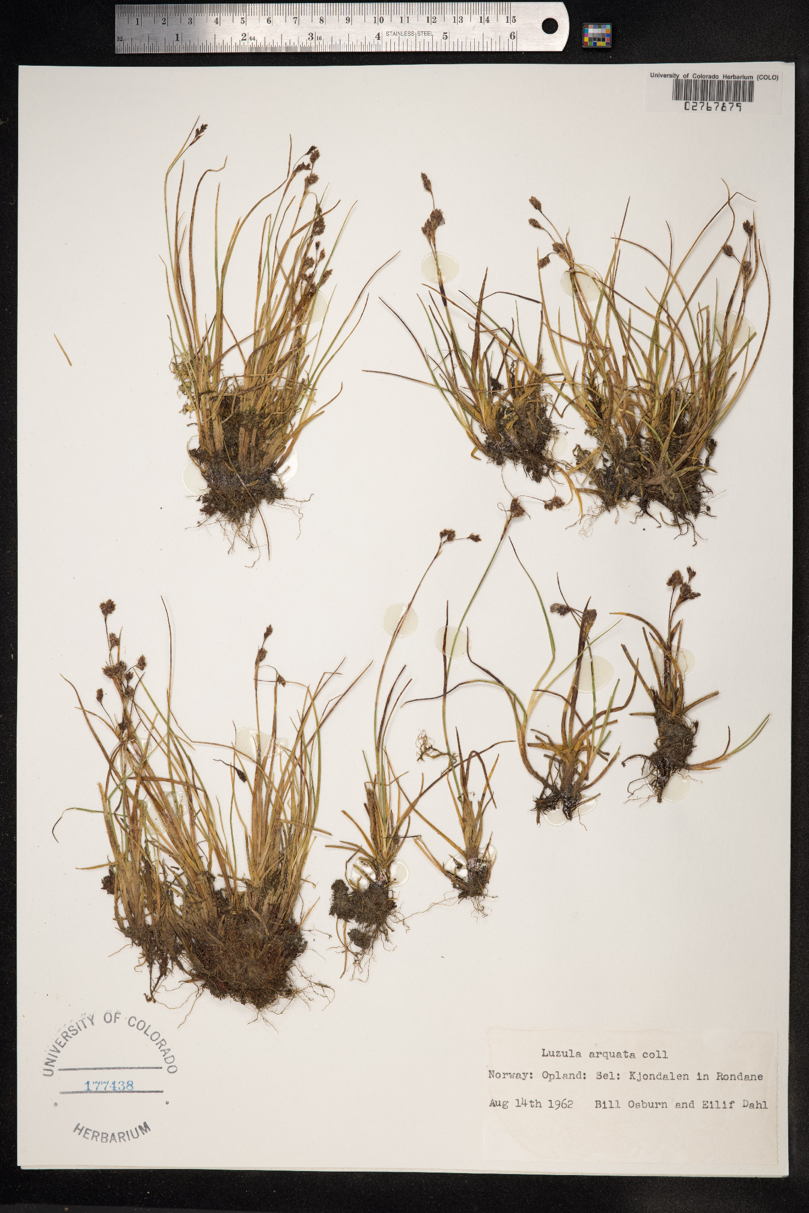 Luzula arcuata image