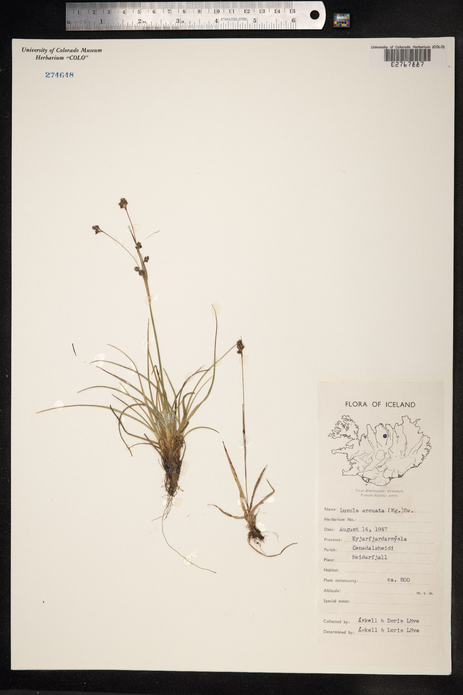 Luzula arcuata image