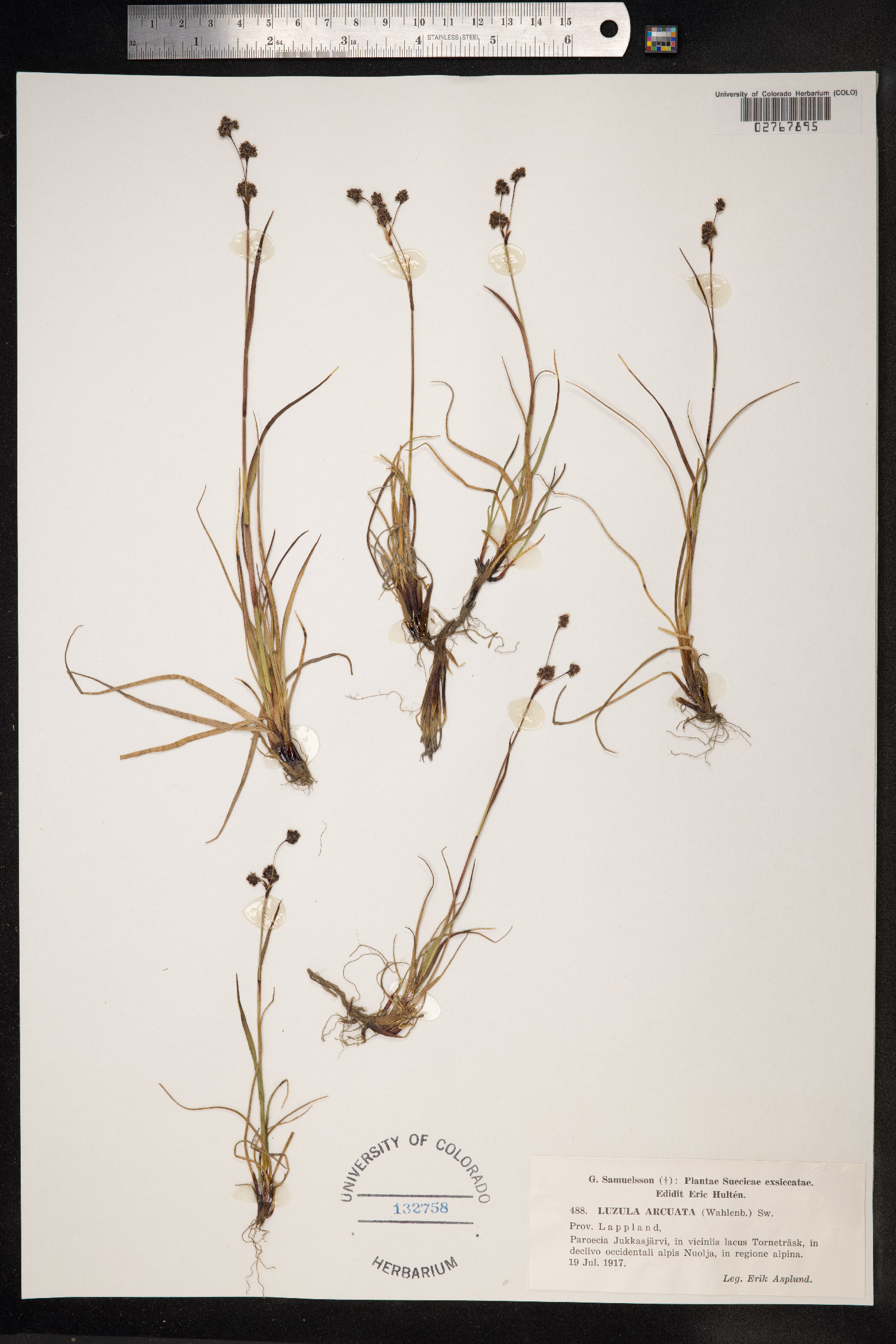 Luzula arcuata image