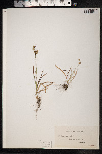 Luzula campestris image