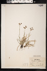 Luzula campestris image