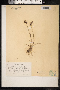Luzula campestris image
