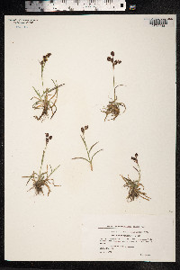 Luzula campestris image