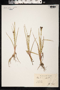 Luzula campestris image