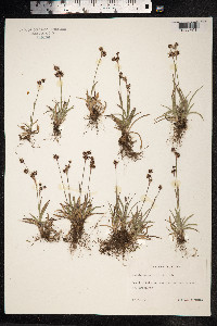 Luzula campestris image