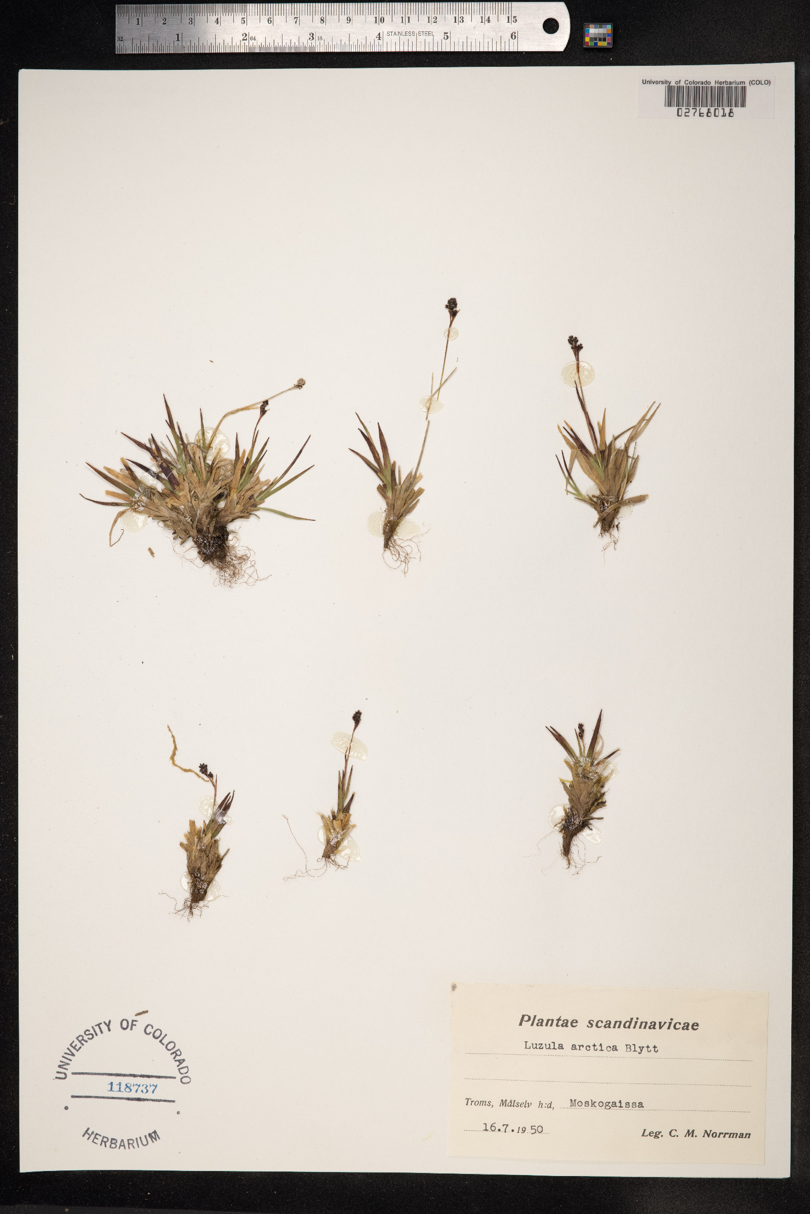 Luzula nivalis image