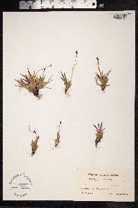 Luzula nivalis image