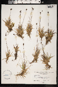 Luzula nivalis image