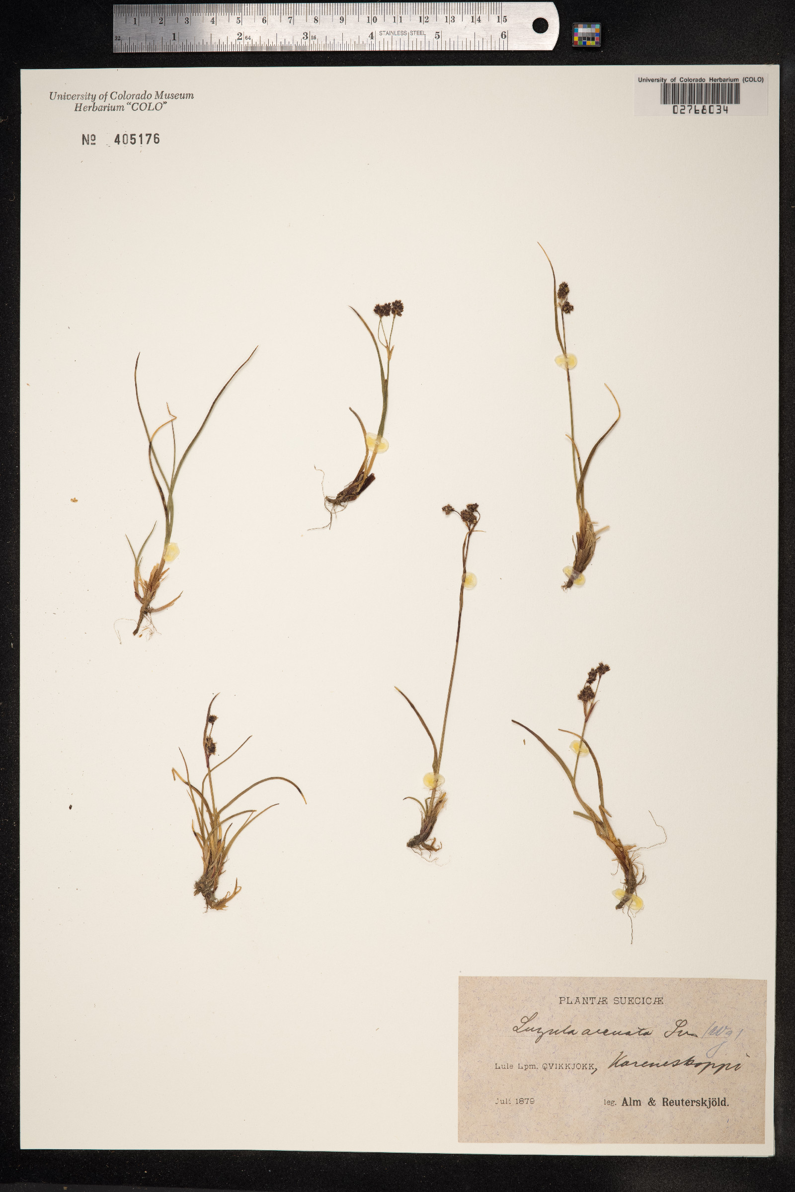 Luzula arcuata image