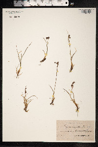 Luzula arcuata image