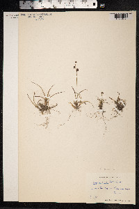 Luzula arcuata image