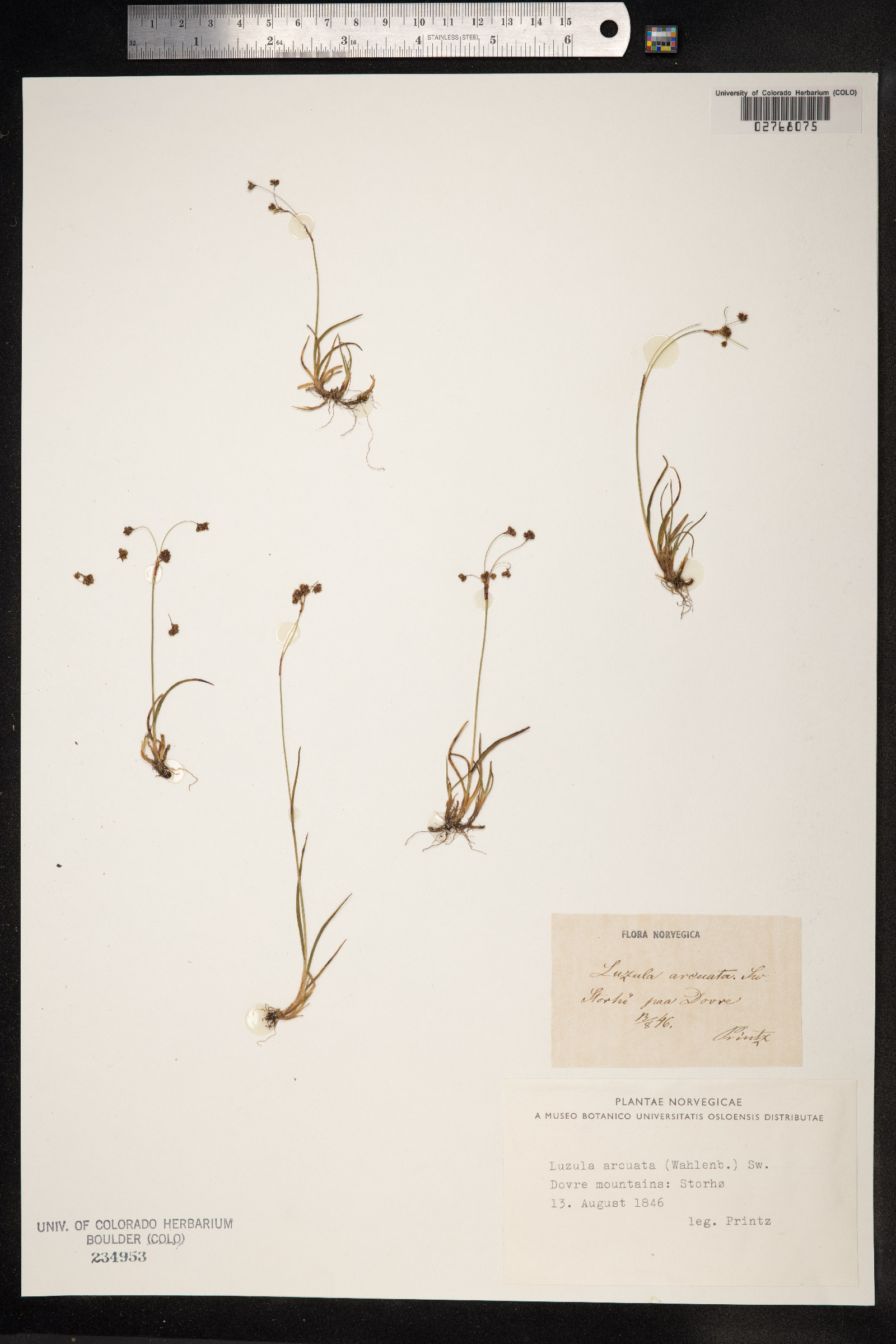 Luzula arcuata image