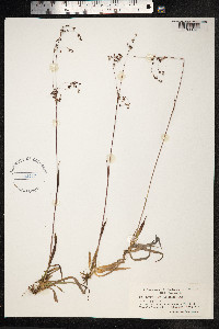 Luzula wahlenbergii image