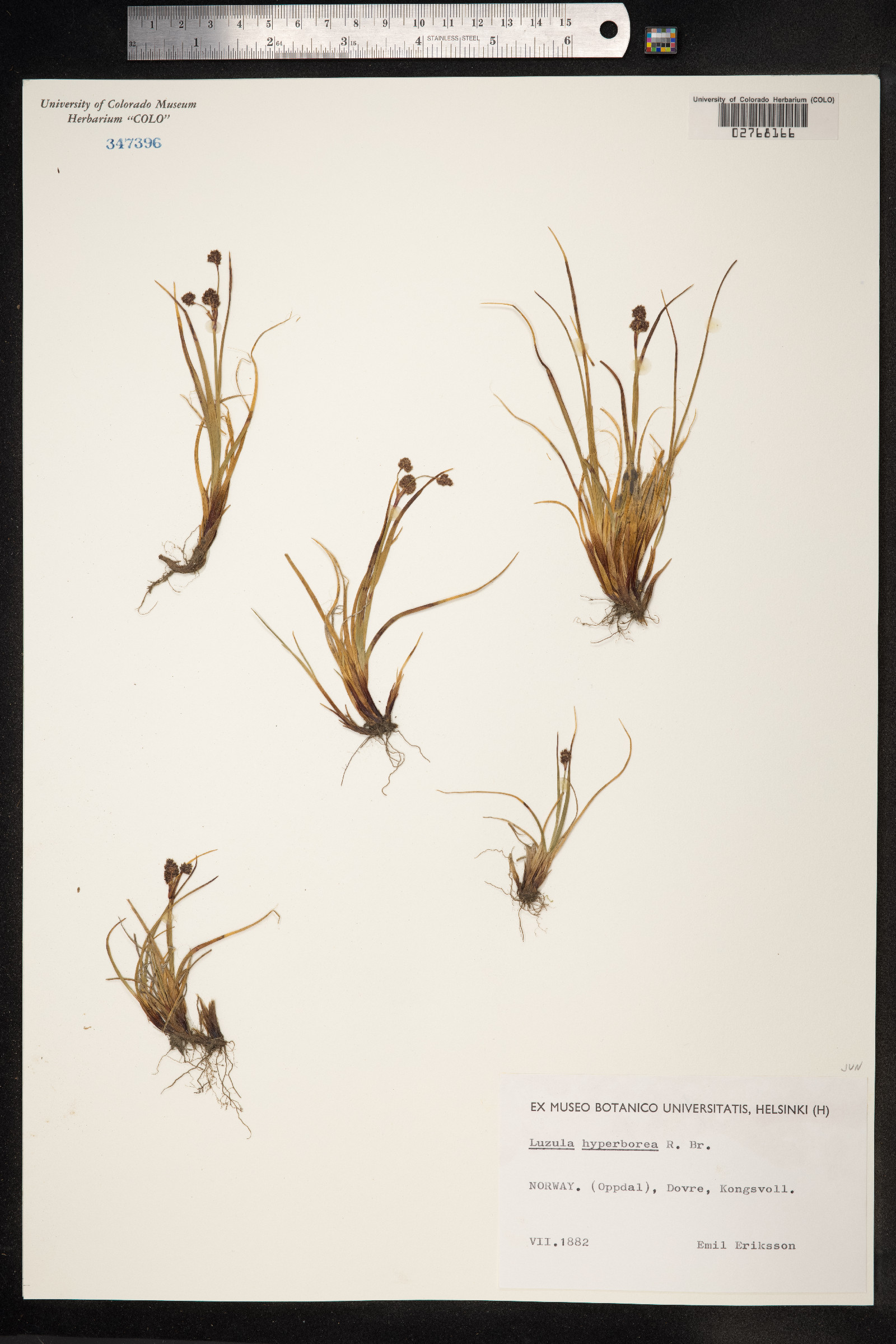 Luzula confusa image
