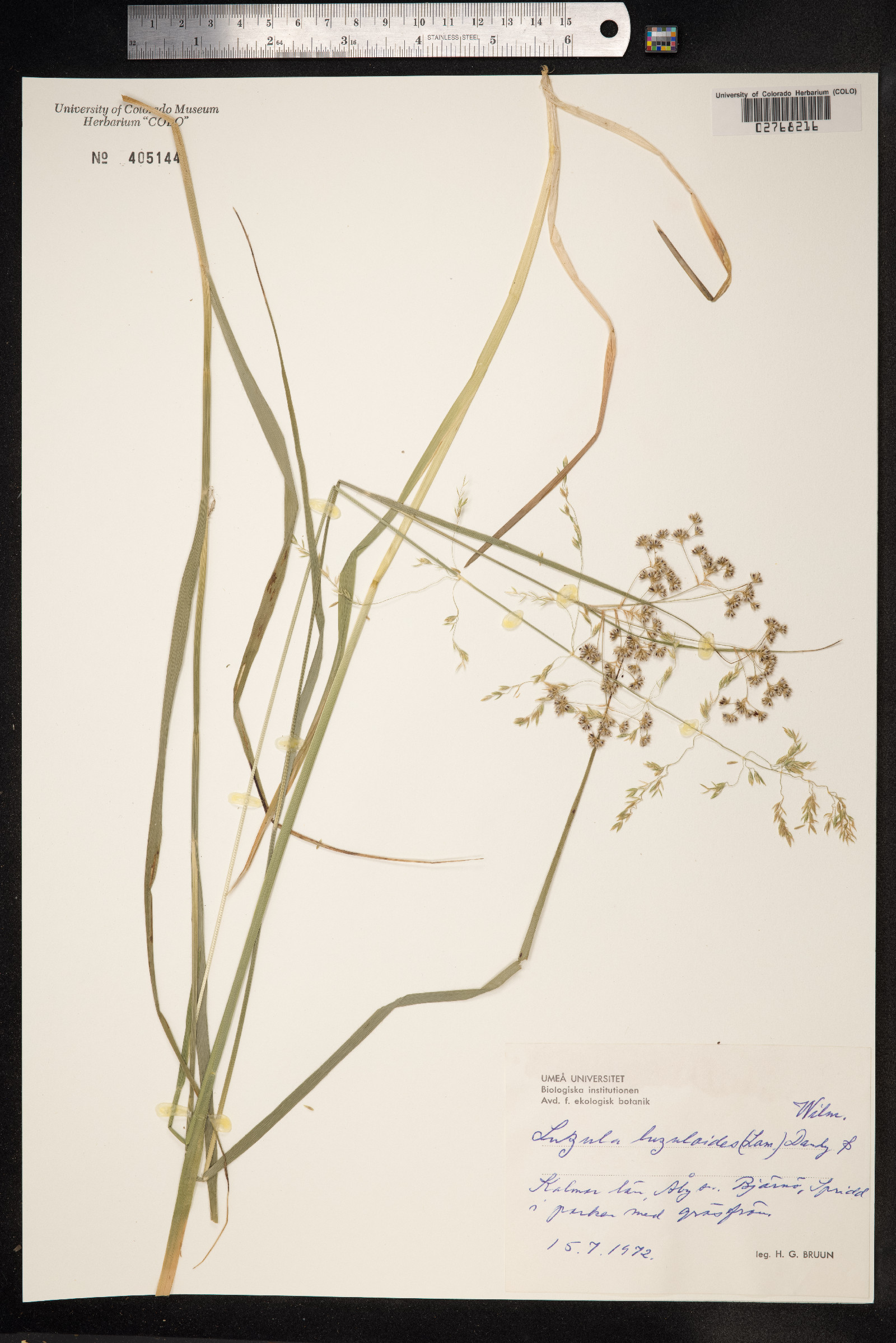 Luzula luzuloides image