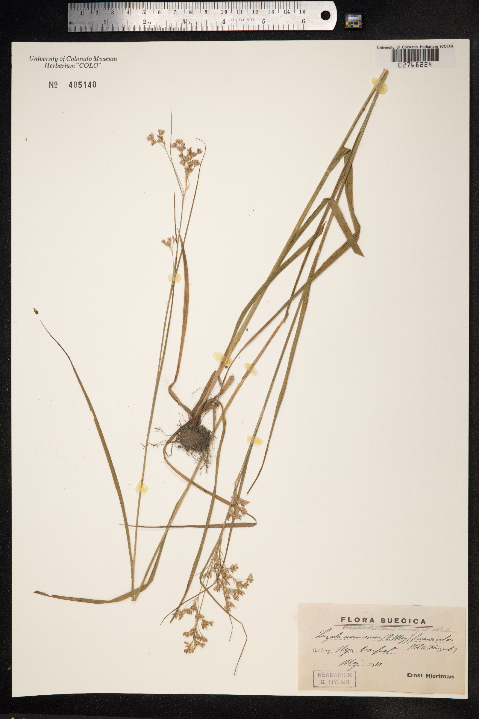 Luzula luzuloides image