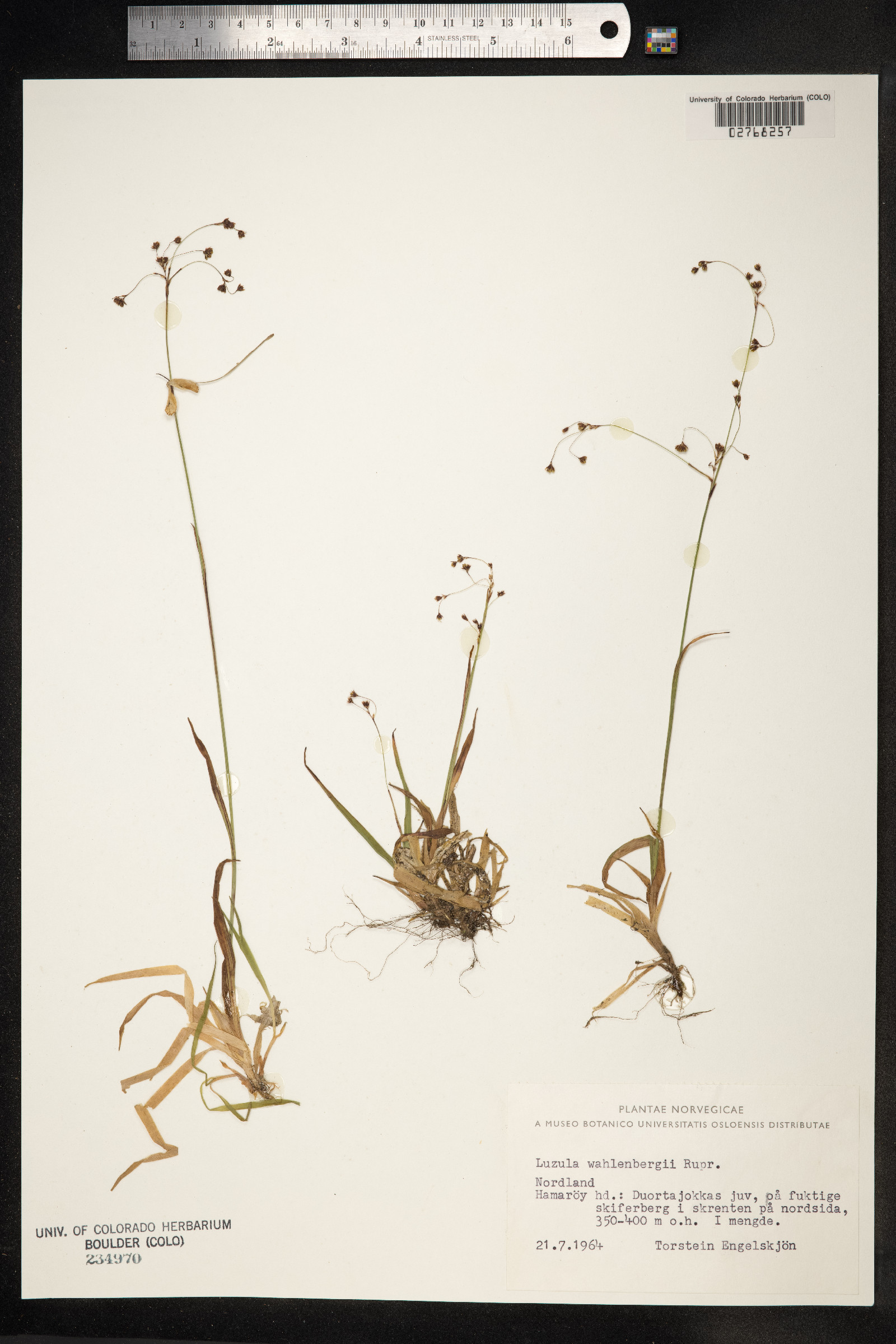 Luzula wahlenbergii image