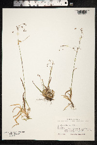 Luzula wahlenbergii image