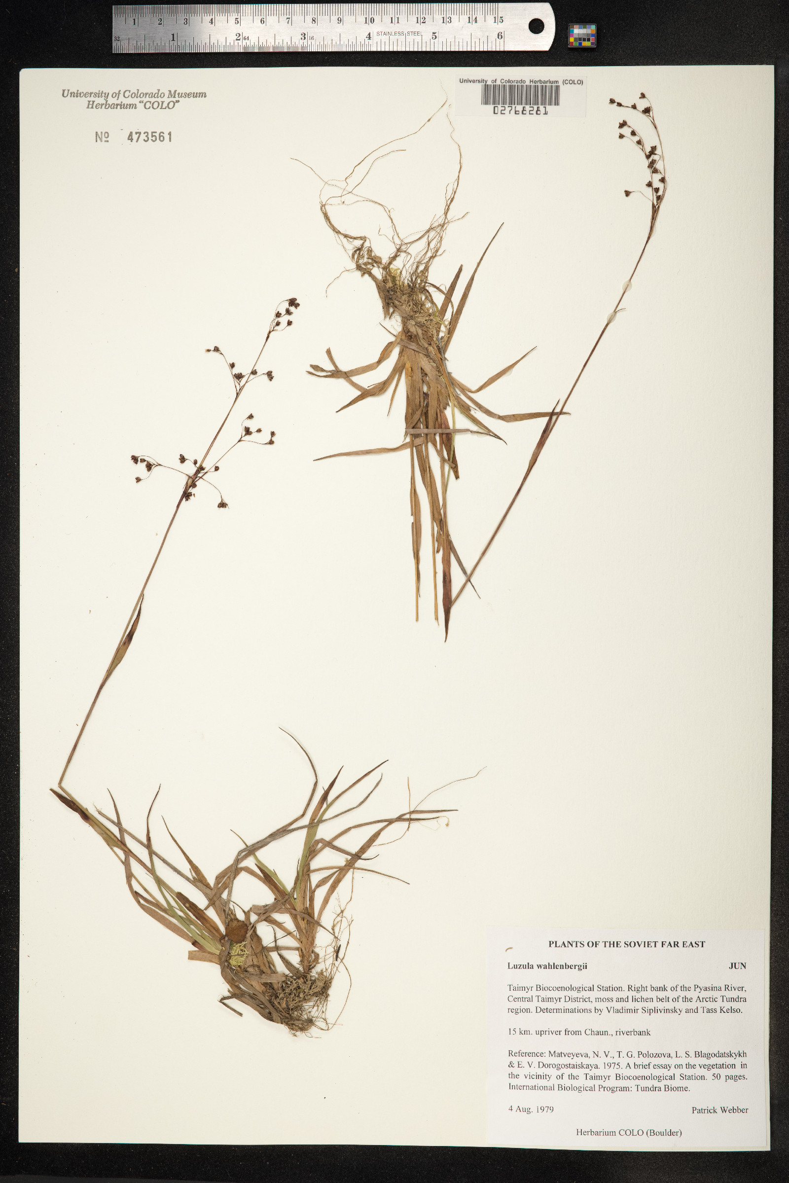 Luzula wahlenbergii image
