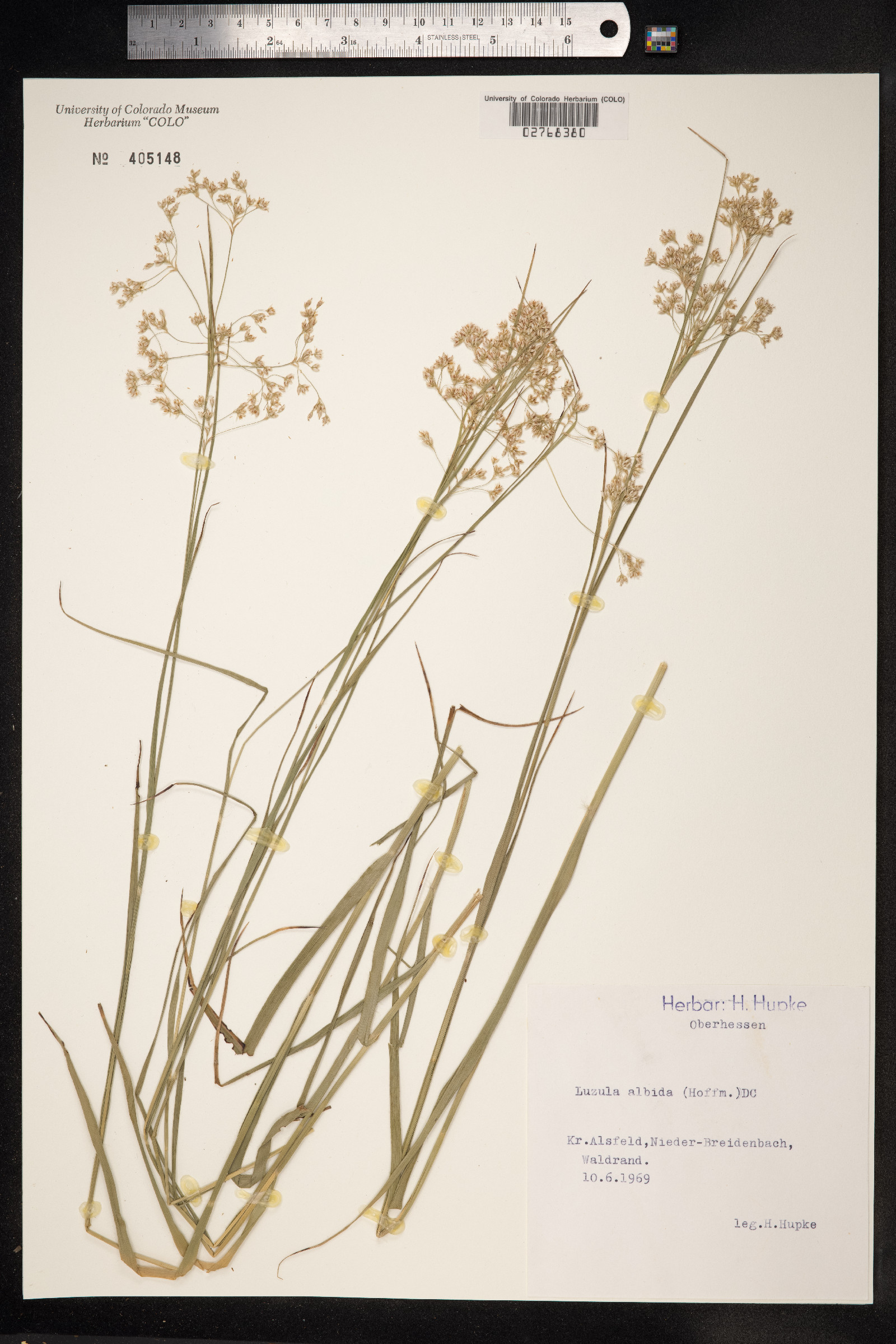Luzula luzuloides image