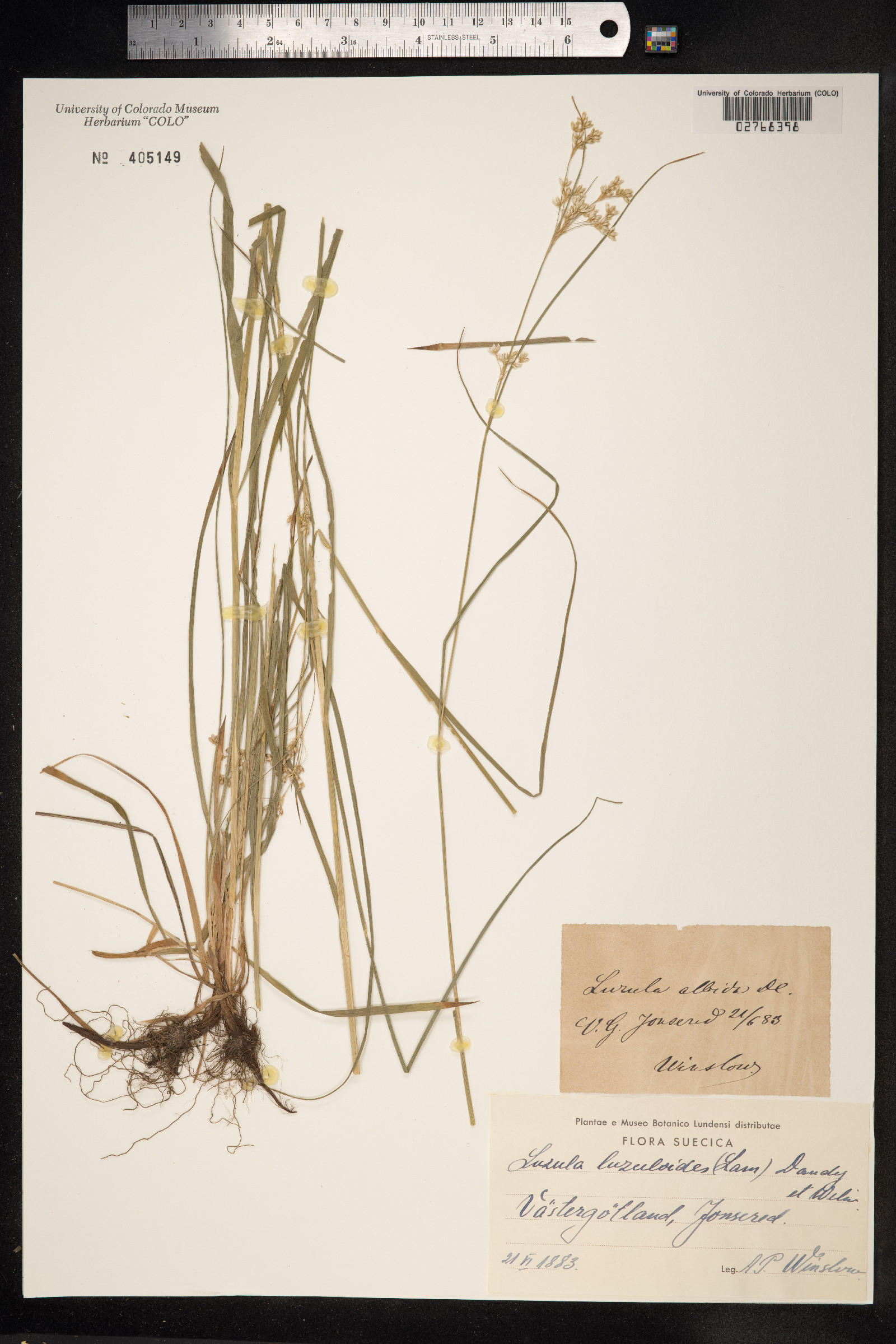 Luzula luzuloides image