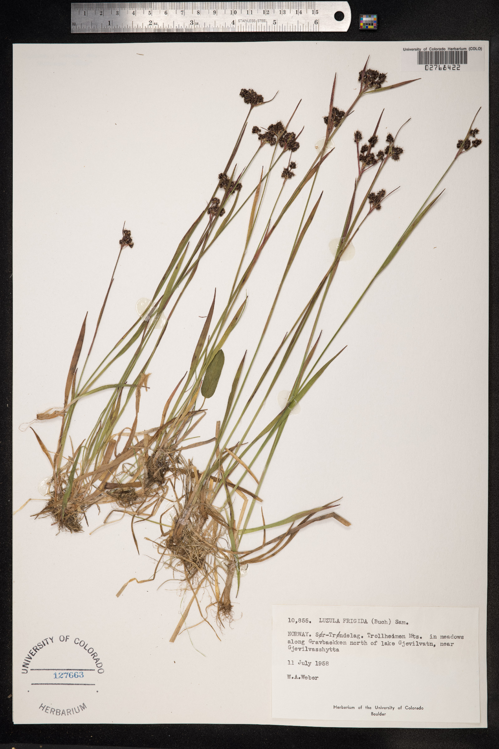 Luzula multiflora image