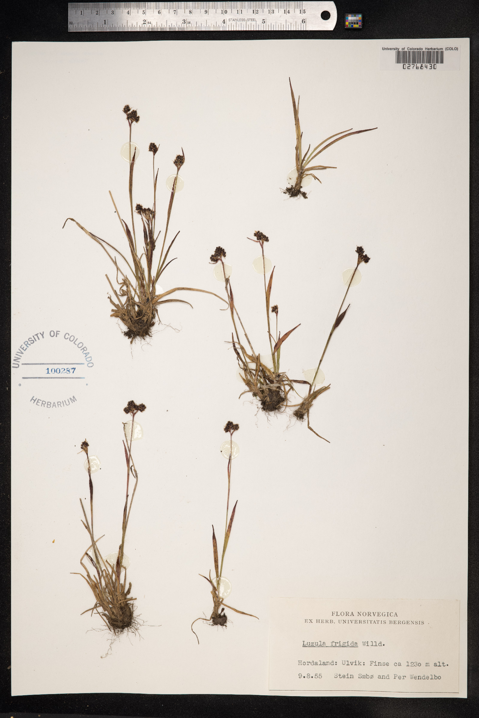 Luzula multiflora ssp. frigida image