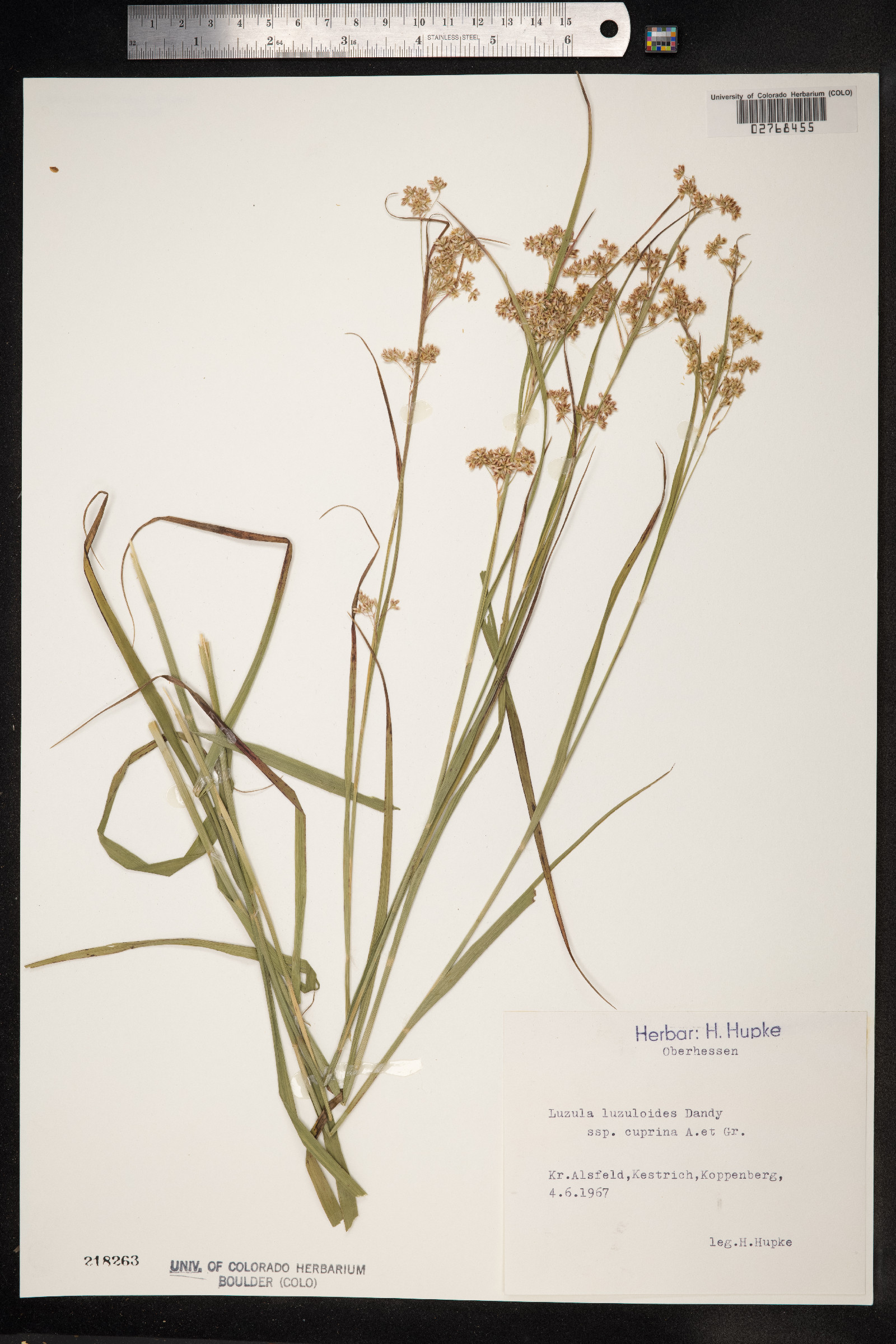 Luzula luzuloides image