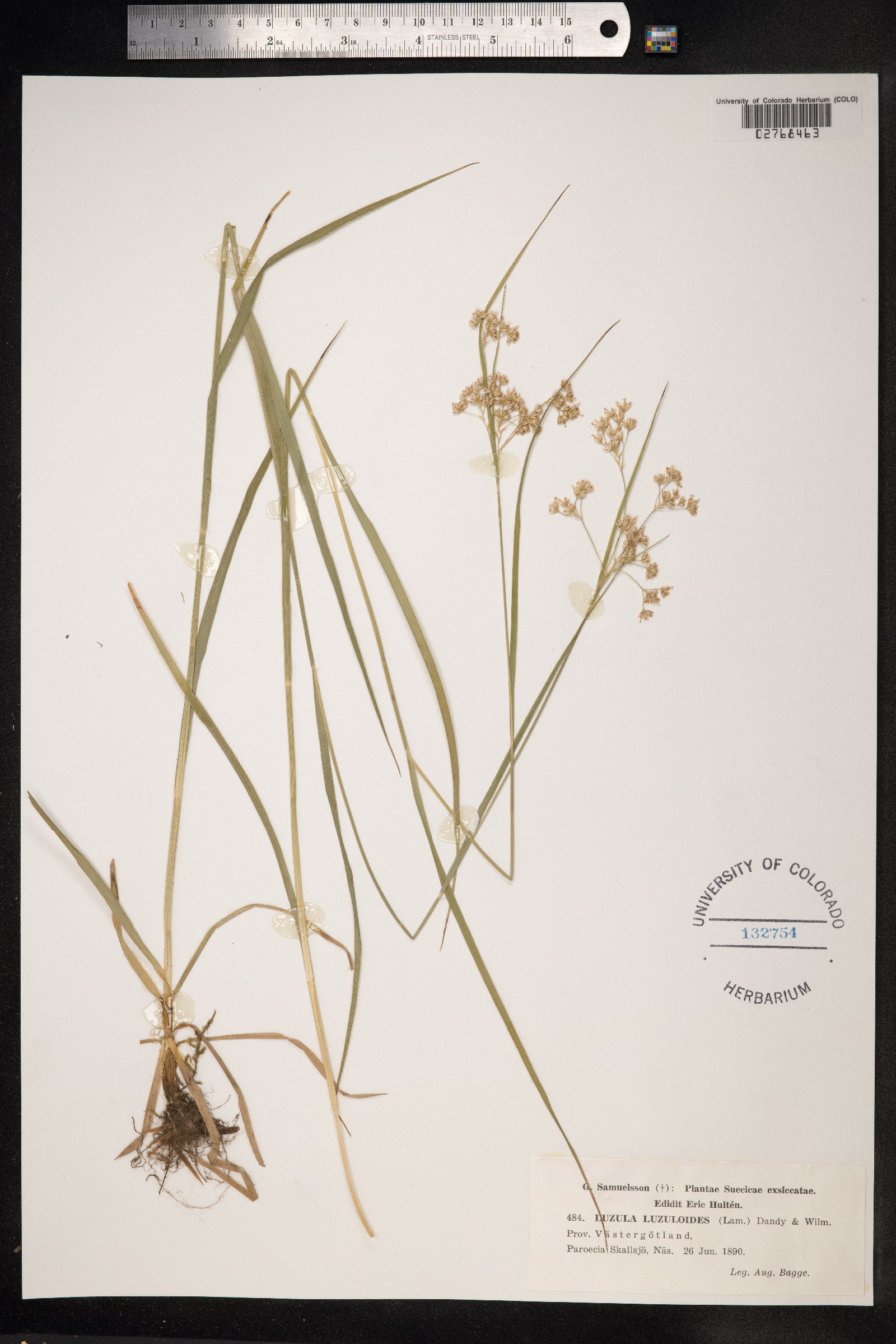 Luzula luzuloides image