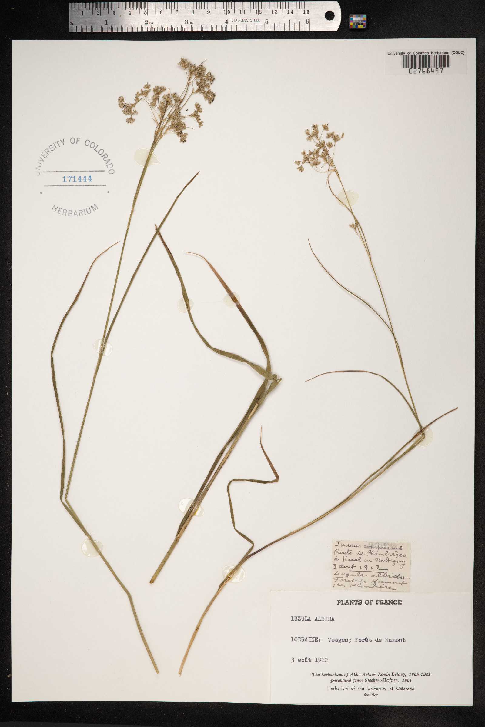 Luzula luzuloides image