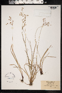 Luzula forsteri image