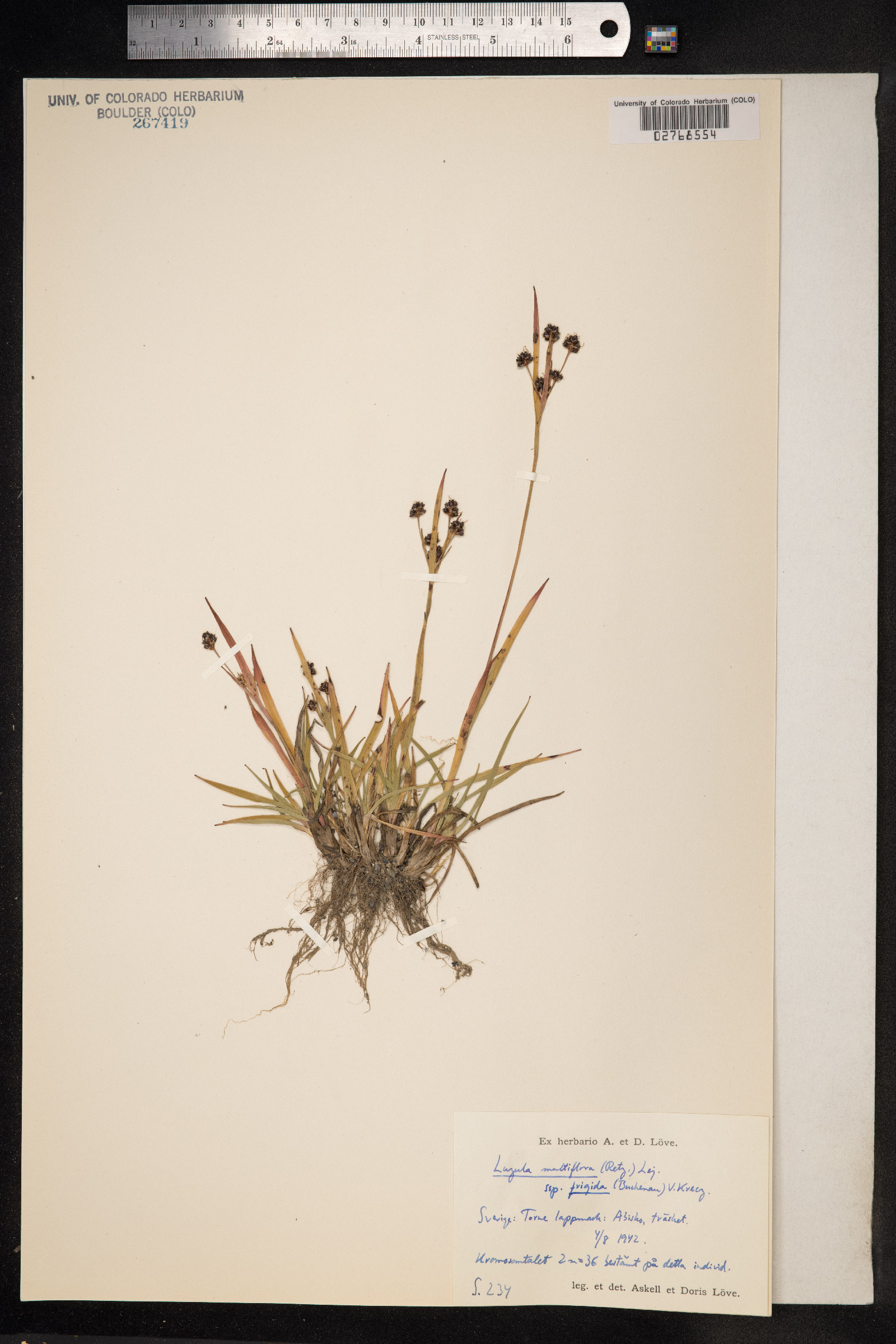 Luzula multiflora ssp. frigida image
