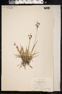 Luzula multiflora image