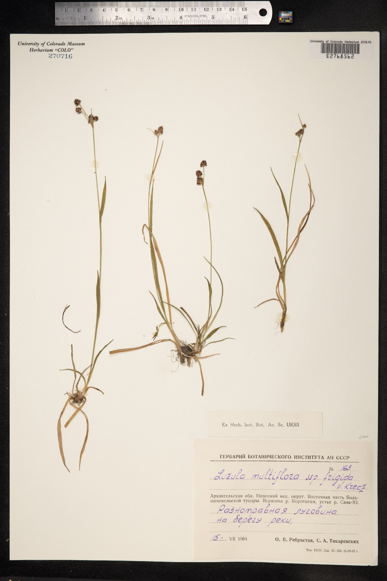 Luzula multiflora ssp. frigida image