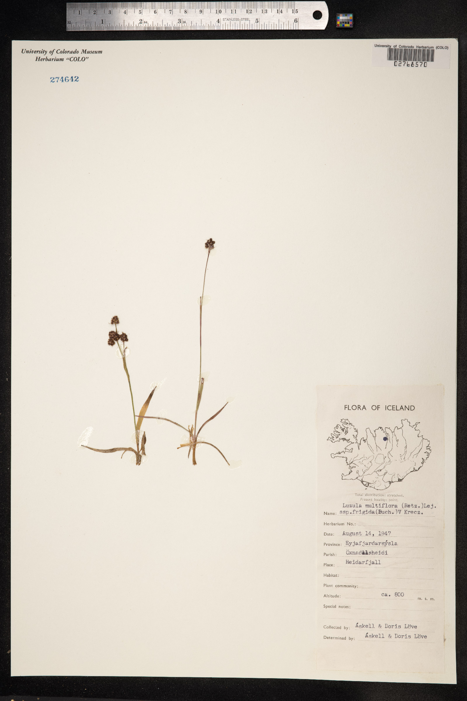 Luzula multiflora image