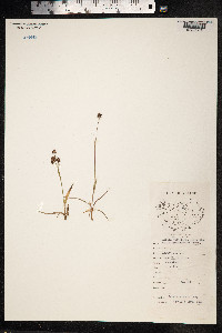 Luzula multiflora image
