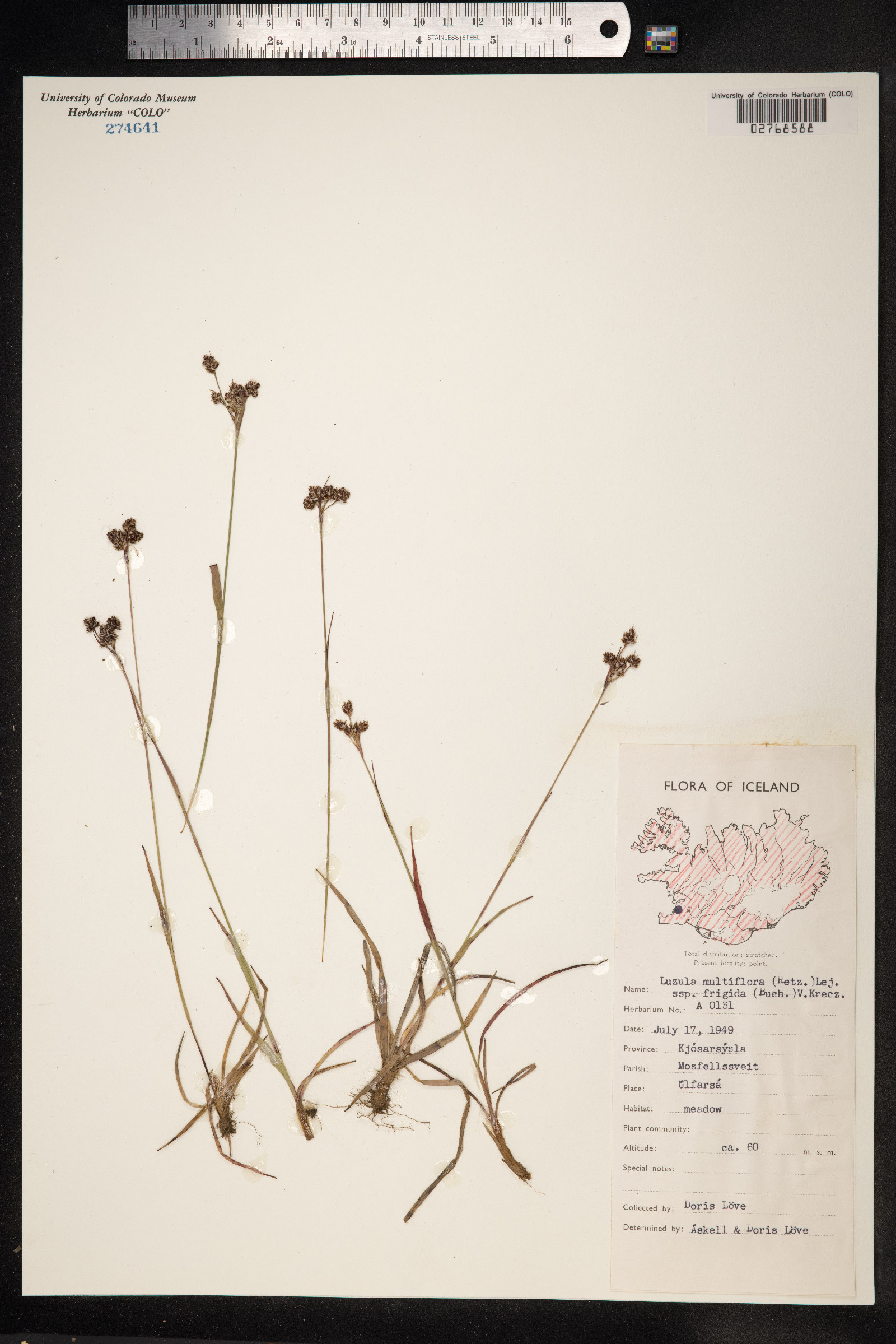 Luzula multiflora image