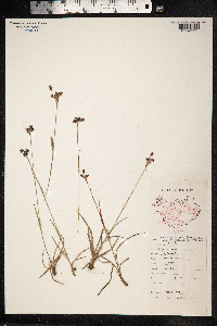 Luzula multiflora image