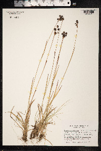 Luzula multiflora image