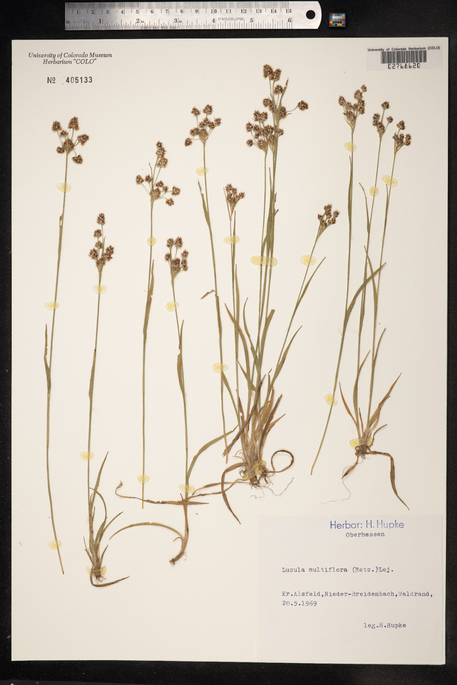 Luzula multiflora ssp. frigida image