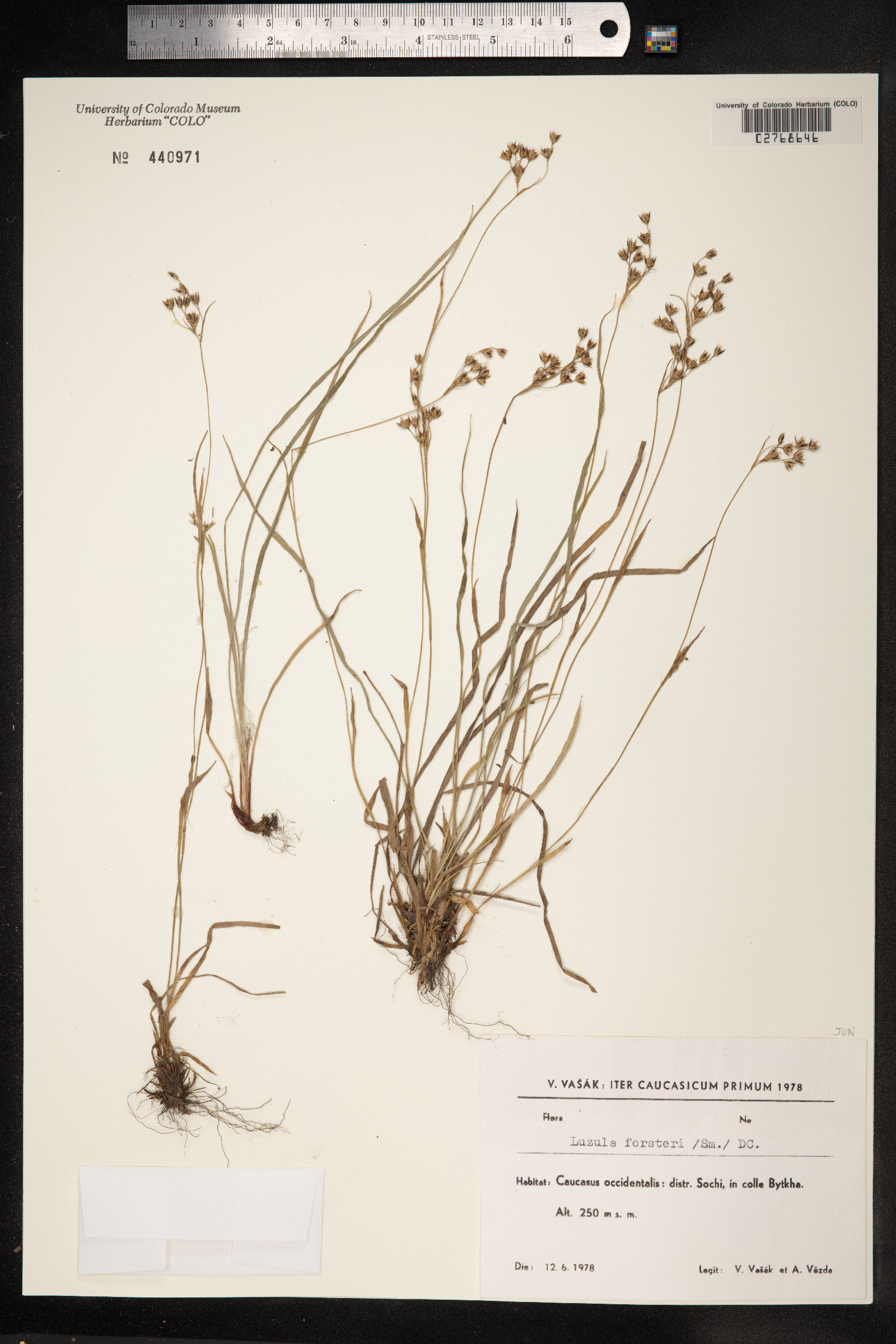 Luzula forsteri image
