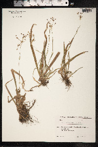 Luzula forsteri image
